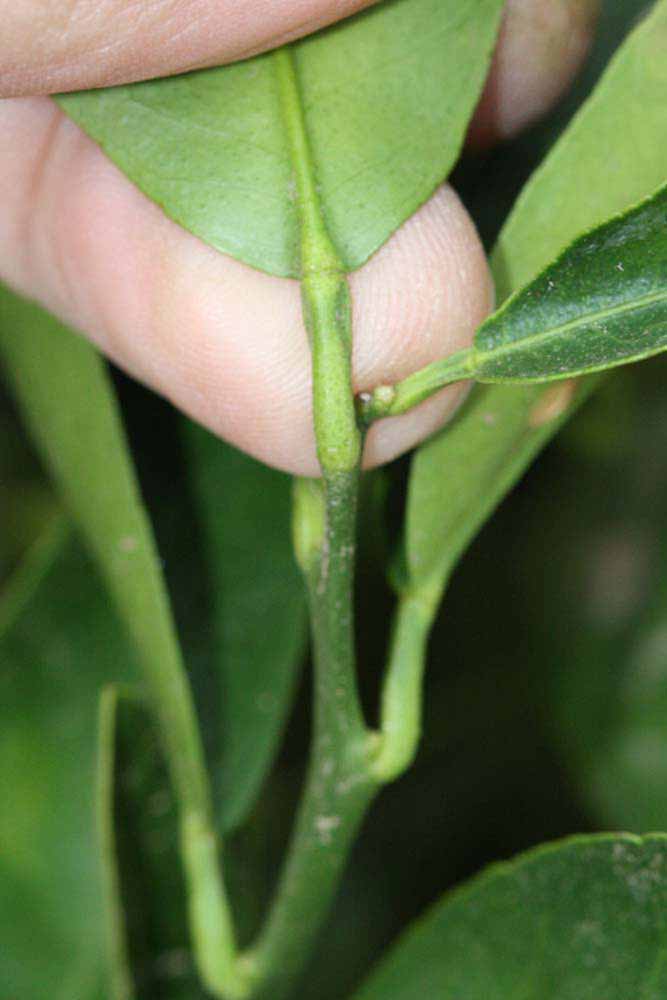              Petiole (Riverside, CA)       